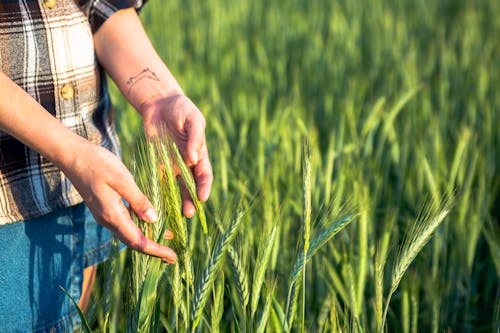 A person is holding a wheat field in their hands