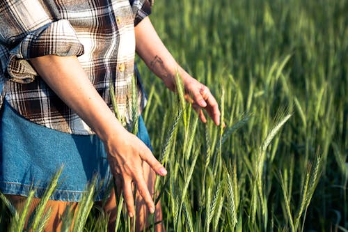 Woman in plaid shirt standing in wheat field