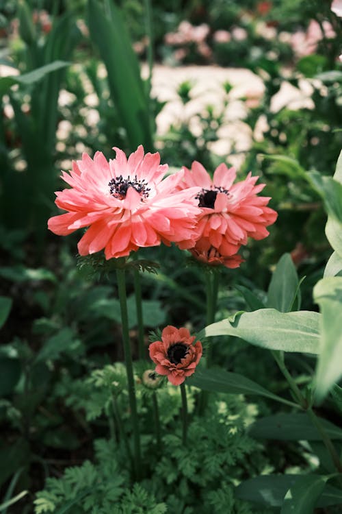 bitki, Çiçekler, dikey atış içeren Ücretsiz stok fotoğraf