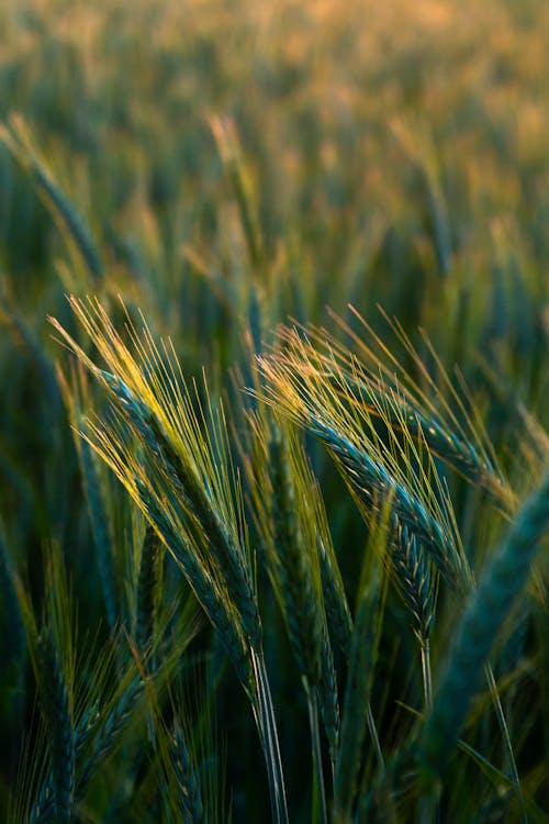 A close up of a field of wheat
