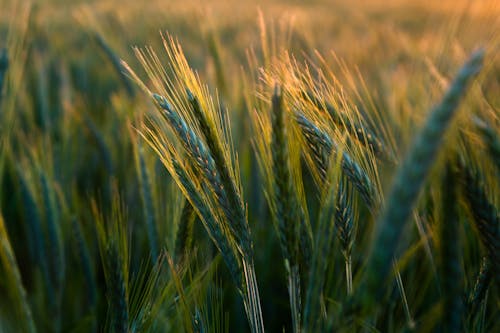 A close up of a field of wheat at sunset
