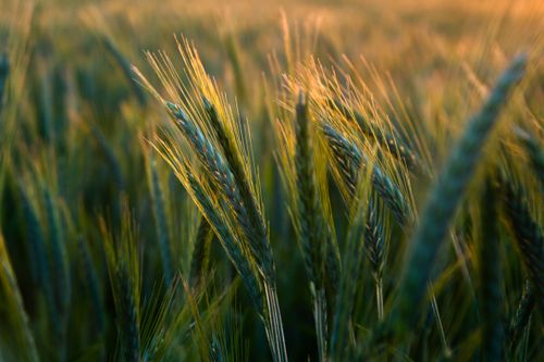Free Sunset over a golden wheat field in rural Serbia, capturing lush green grains swaying in the summer breeze. Stock Photo