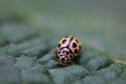 A ladybug is sitting on top of a leaf