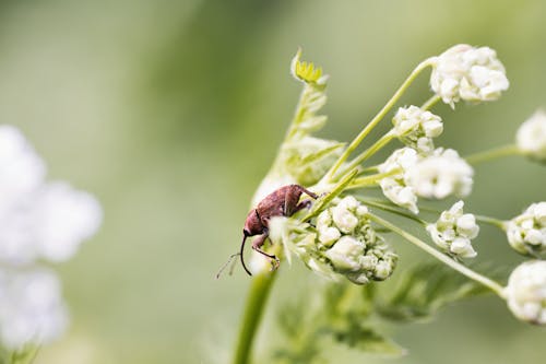 A bug is sitting on top of a flower