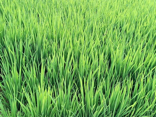 Rice green grass