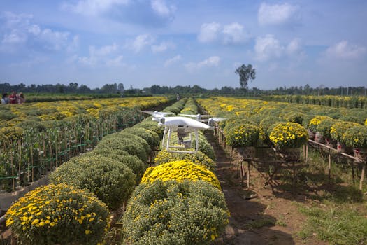 A drone captures an aerial view of a lush flower field in the countryside on a sunny day.