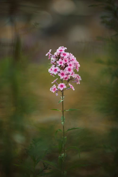 Free A single pink flower in the middle of a field Stock Photo