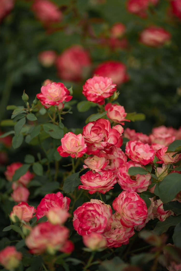 Pink Roses In Nature