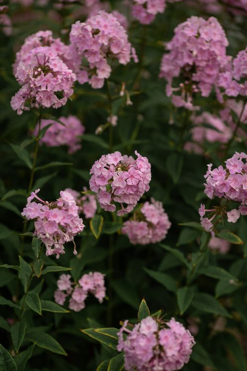 Free Close-up shot of vibrant pink phlox flowers in a lush garden setting. Stock Photo