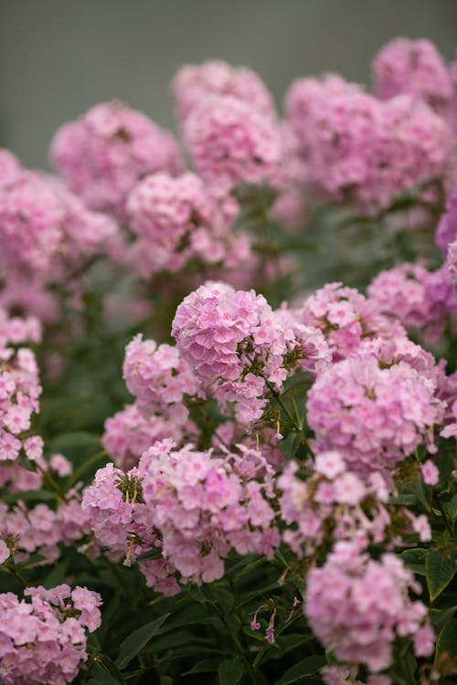 Pink flowers are blooming in a garden