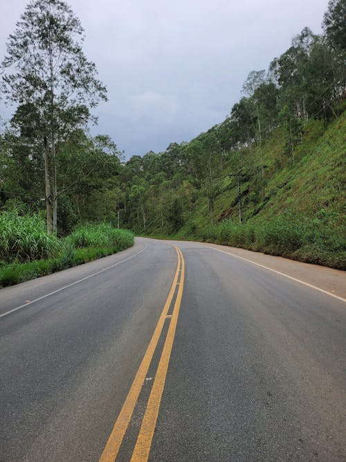 A road with a yellow line and trees on both sides