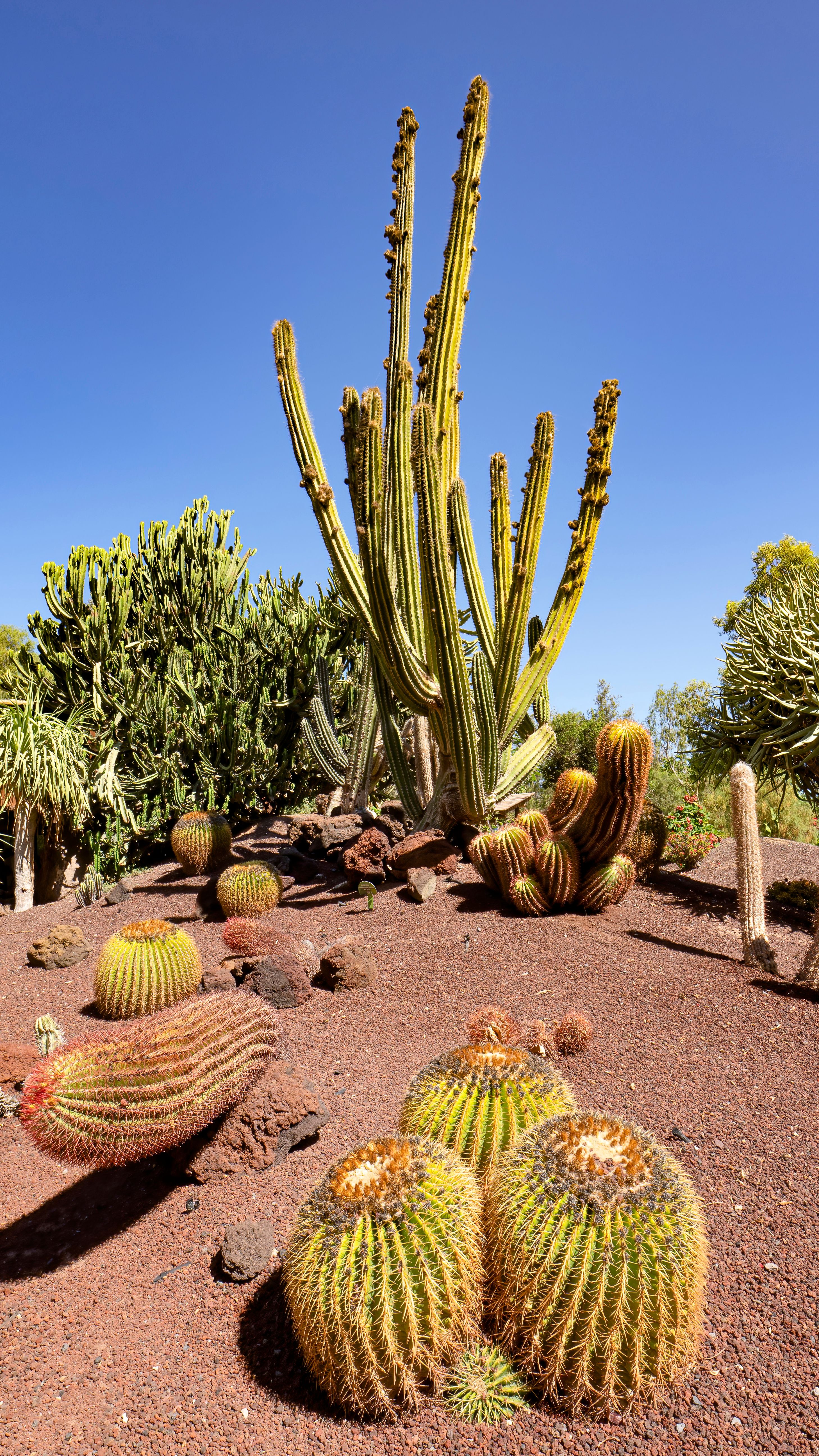 Cacti Growing in Desert · Free Stock Photo