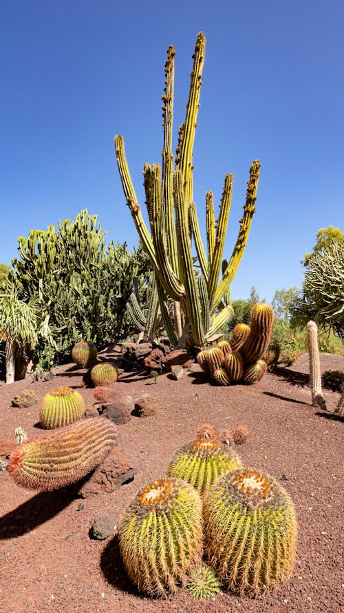 Fotobanka s bezplatnými fotkami na tému kaktusy, púšť, rast