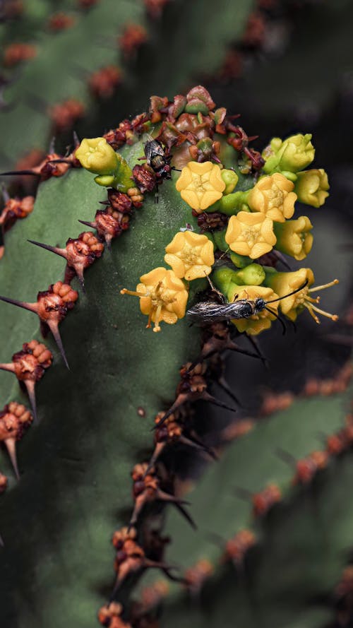 Imagine de stoc gratuită din animale, ascuțit, cactus