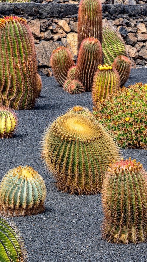 Free Cactus plants are shown in a desert area Stock Photo