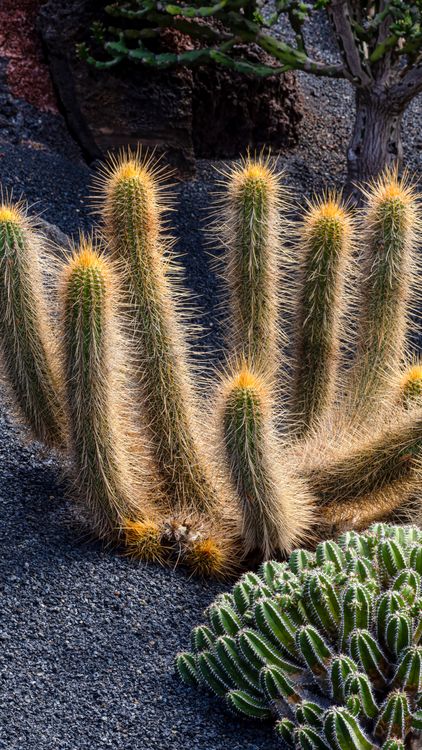 Cactuses Growing in a Garden · Free Stock Photo