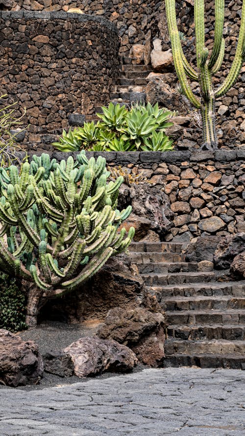 Foto d'estoc gratuïta de cactus, escales, mur