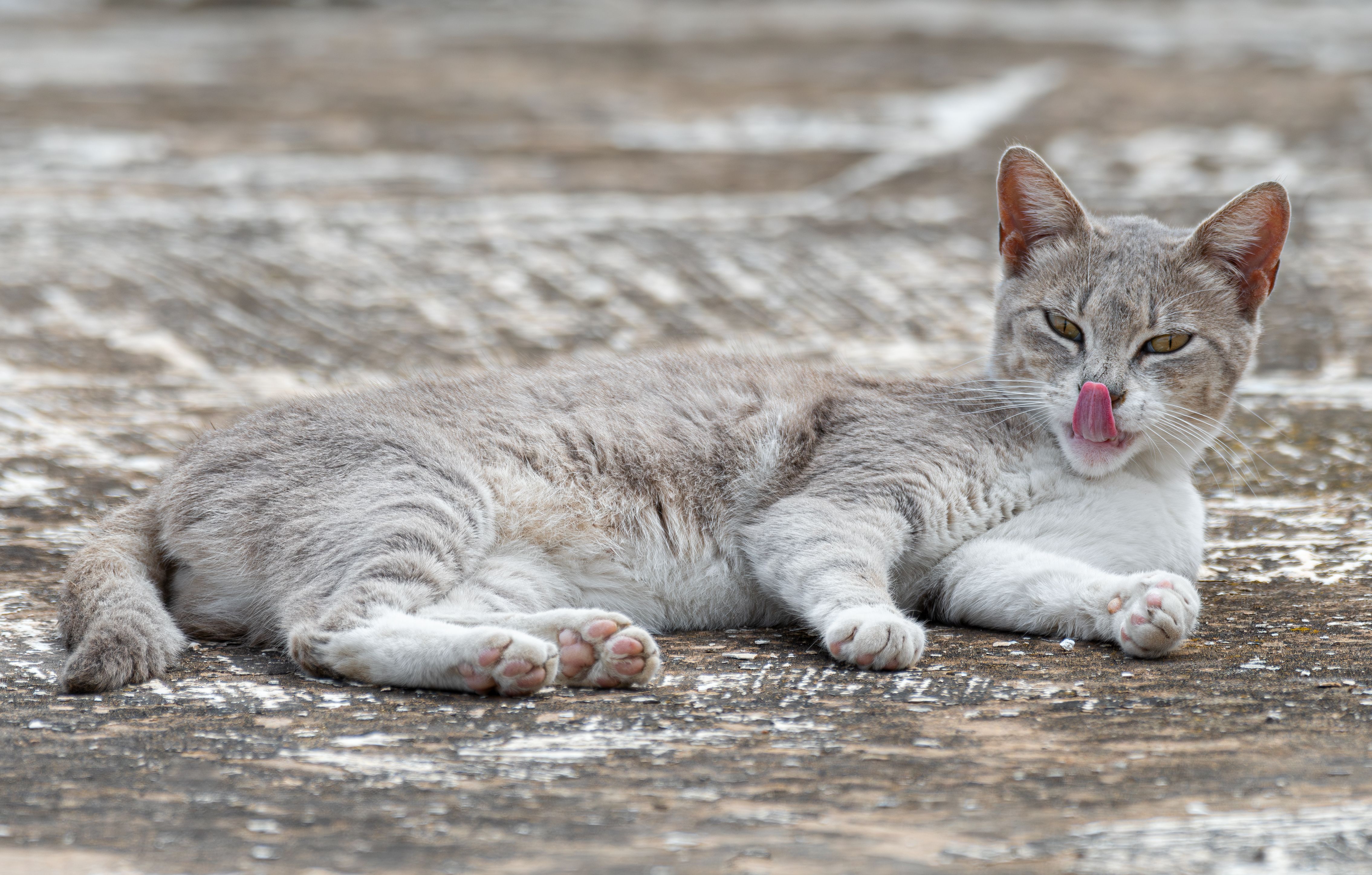 Gray tabby cat lying down outdoors, licking nose with a content expression.