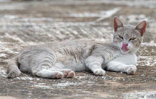 Stray-cat-looking-tongue-out