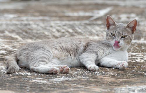 Free Stray-cat-looking-tongue-out Stock Photo