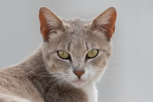 Foto d'estoc gratuïta de animal, bufó, foto vertical