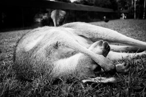 Free Cheeky kangaroo Stock Photo