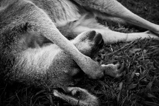 Black and white photo of a kangaroo resting in grass, Sunshine Coast, QLD.