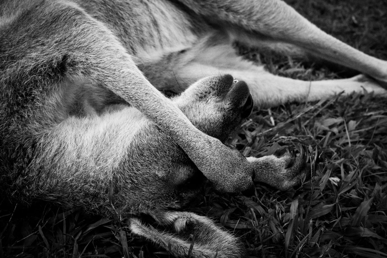black and white photo of a kangaroo resting in grass sunshine coast ql