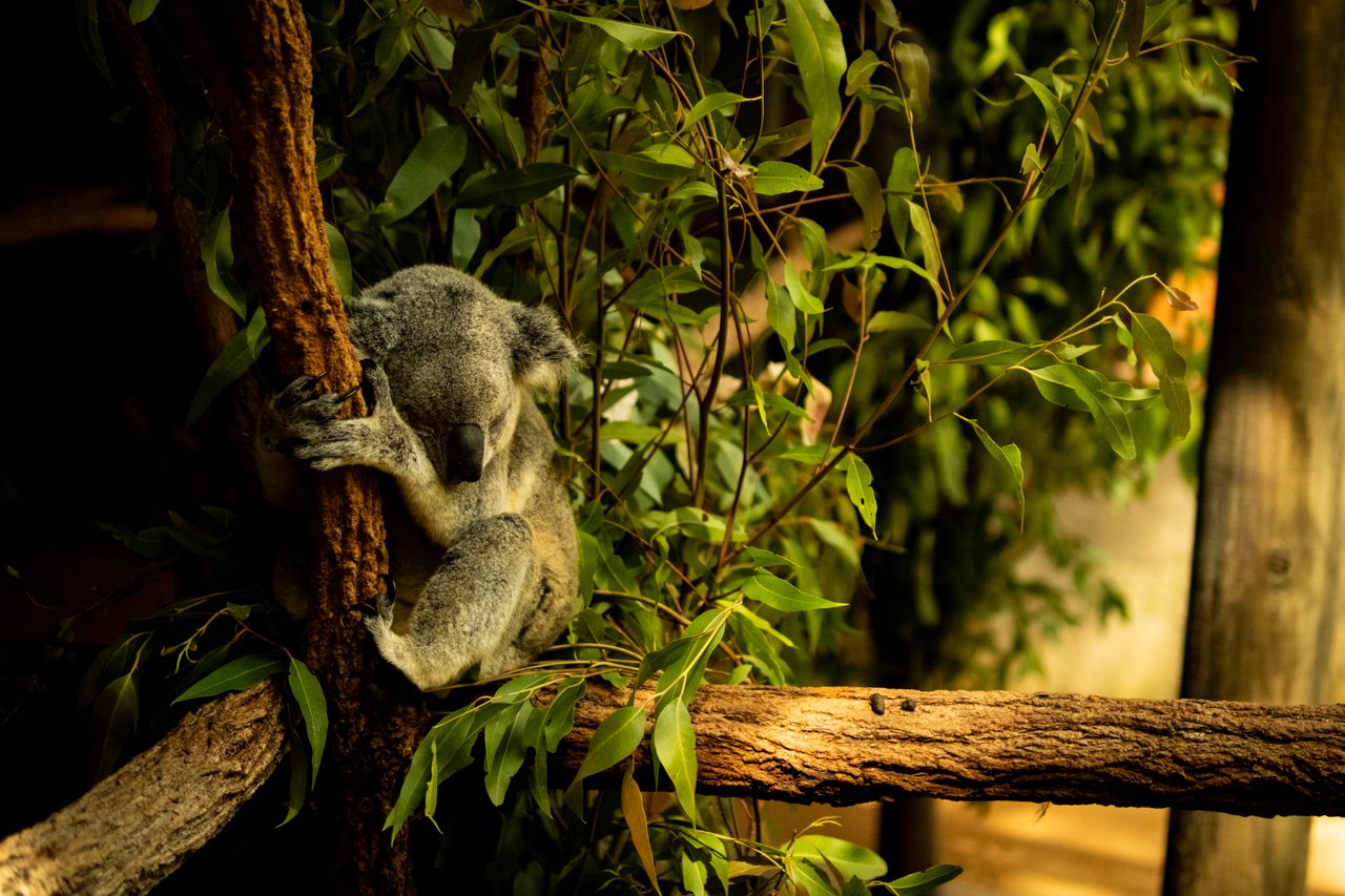 a peaceful koala resting in a eucalyptus tree on the sunshine coast ql