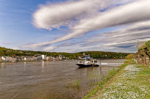 Erpel am Rhein