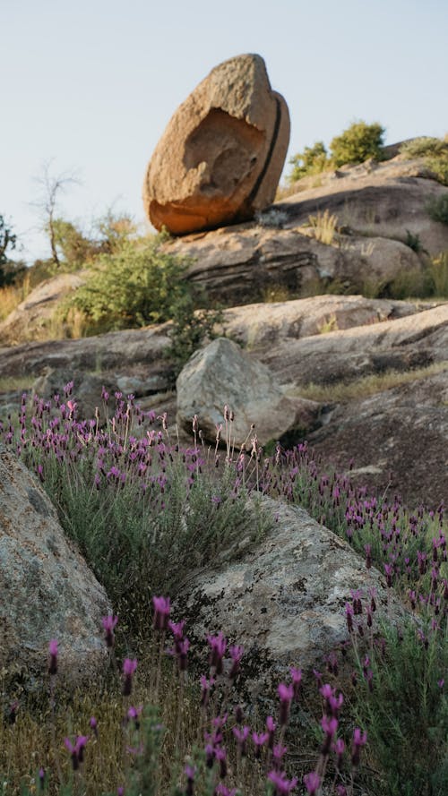 A rock with purple flowers on it