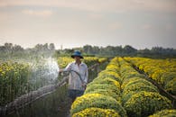 一位农民在菊苣盛开的田地里浇水，展现了充满活力的农业景观
