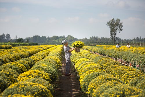 Person Carrying Basket of Yellow Flower