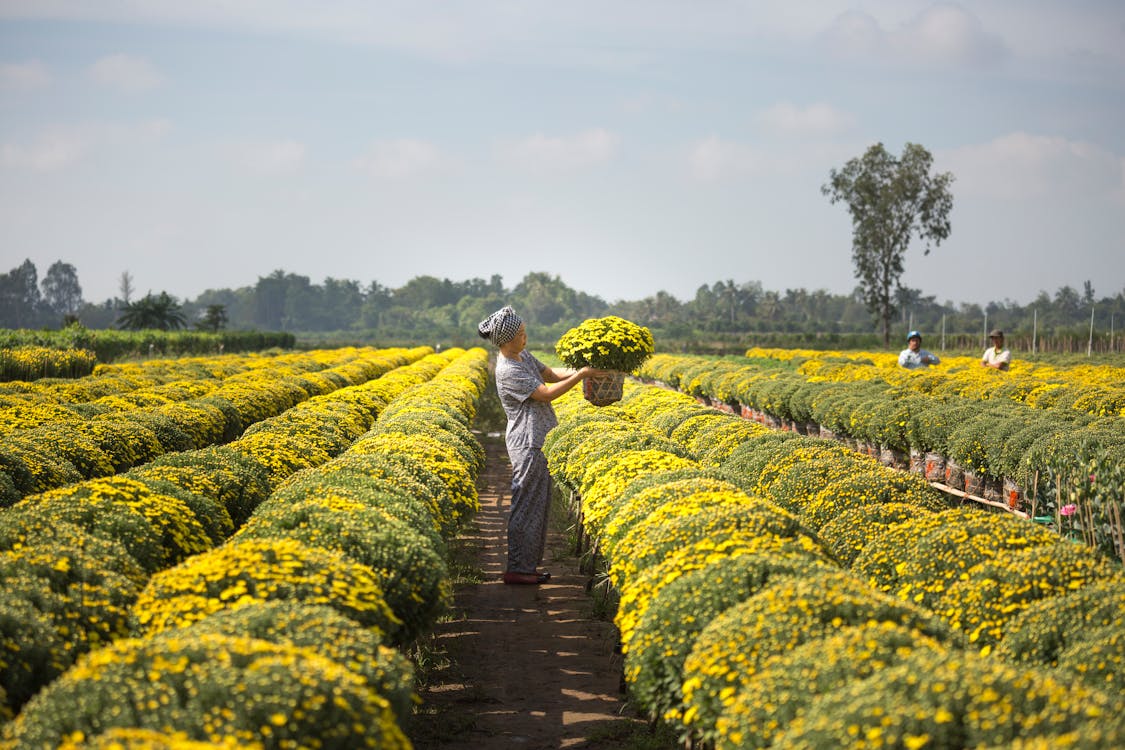 Person Carrying Basket of Yellow Flower