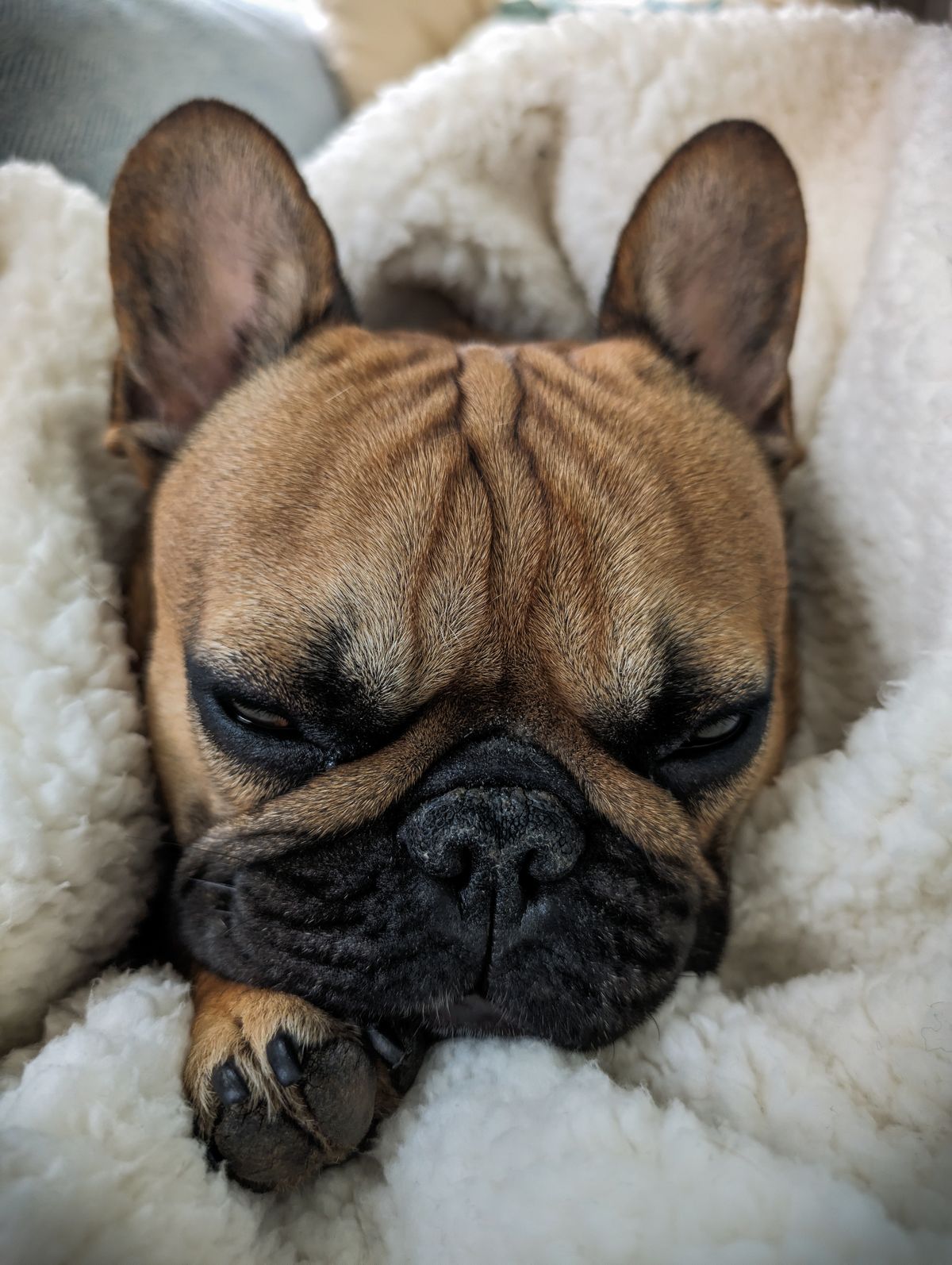A sleeping French Bulldog puppy resting peacefully on a soft blanket