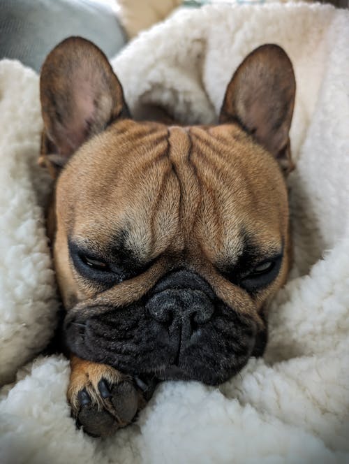 Free a) go for a walk with mom in freezin' cold wind or b) nap with dad on couch. duh! Stock Photo