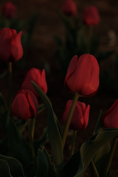 Free Tulips 3d model Stock Photo