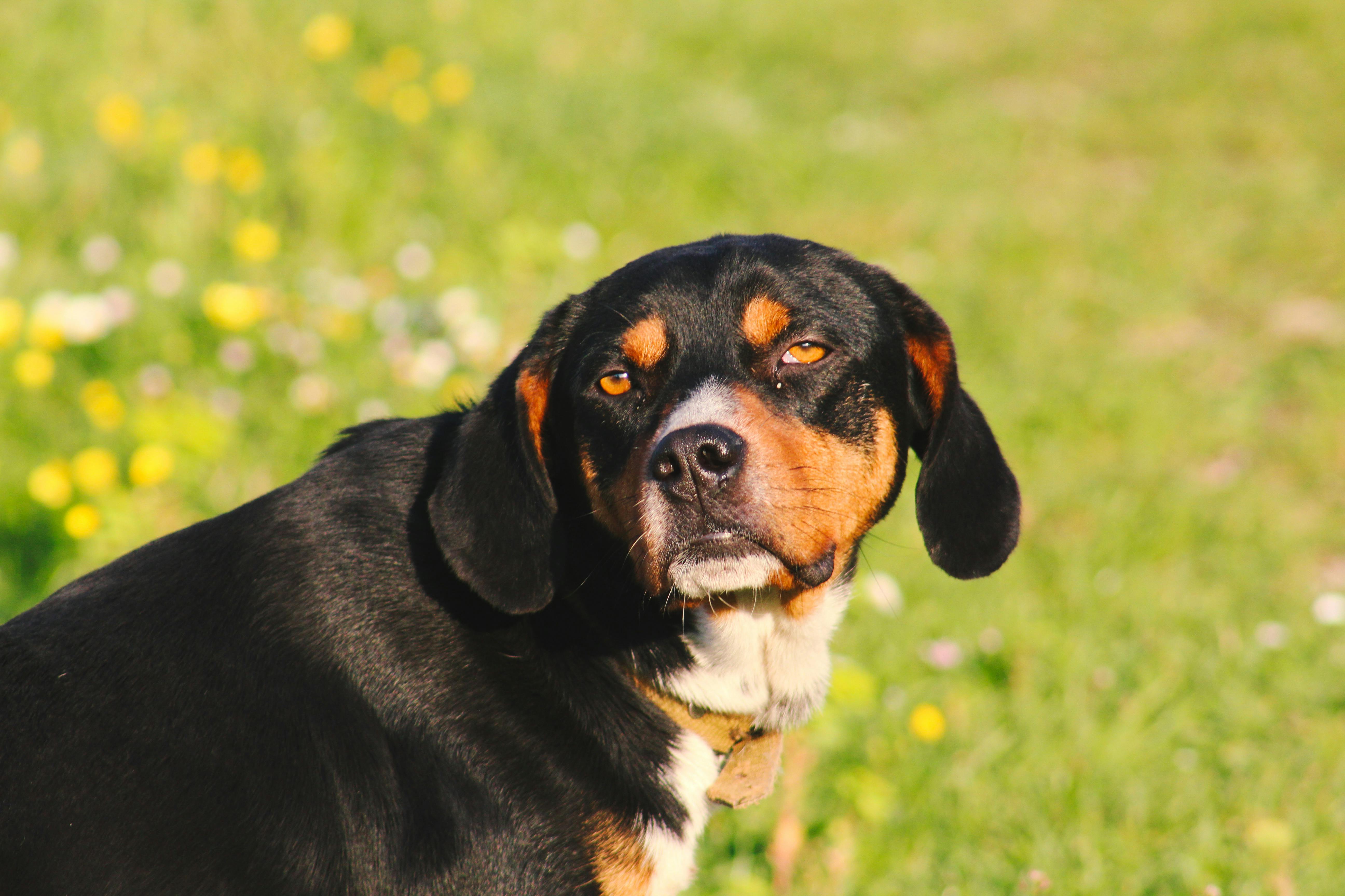 Close-up of a Entlebucher