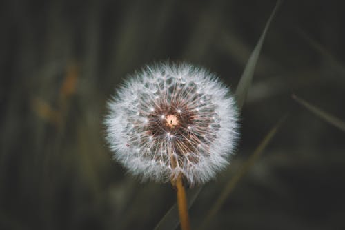 A dandelion with a light in the middle of it