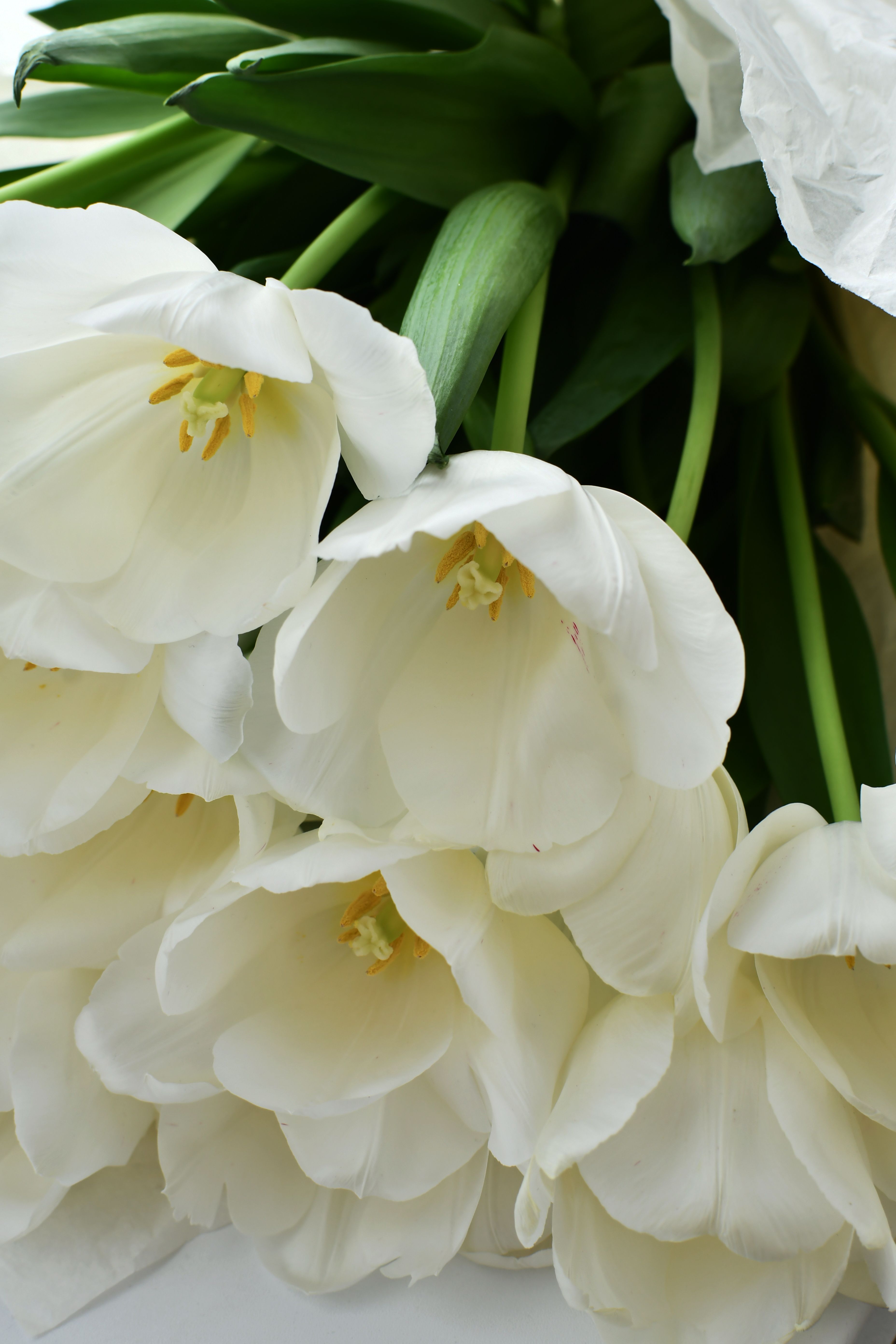 White sympathy arrangement