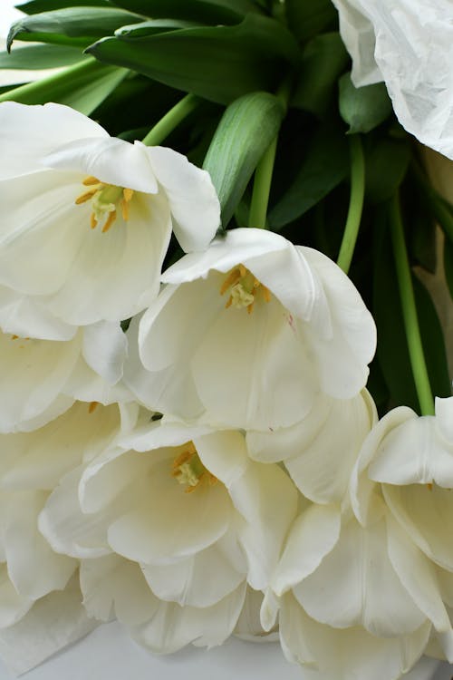 A bouquet of white tulips with a white ribbon