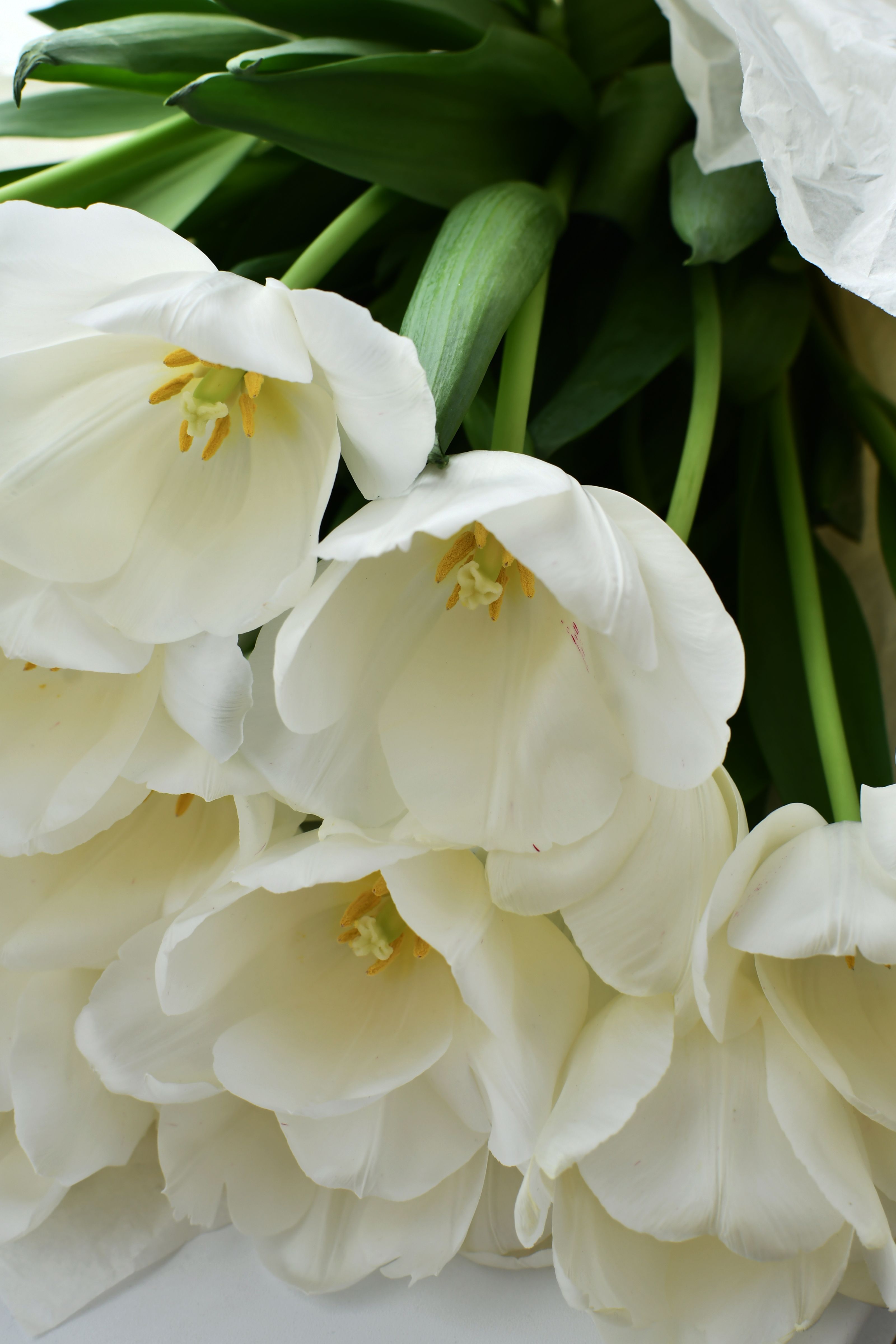 White sympathy arrangement