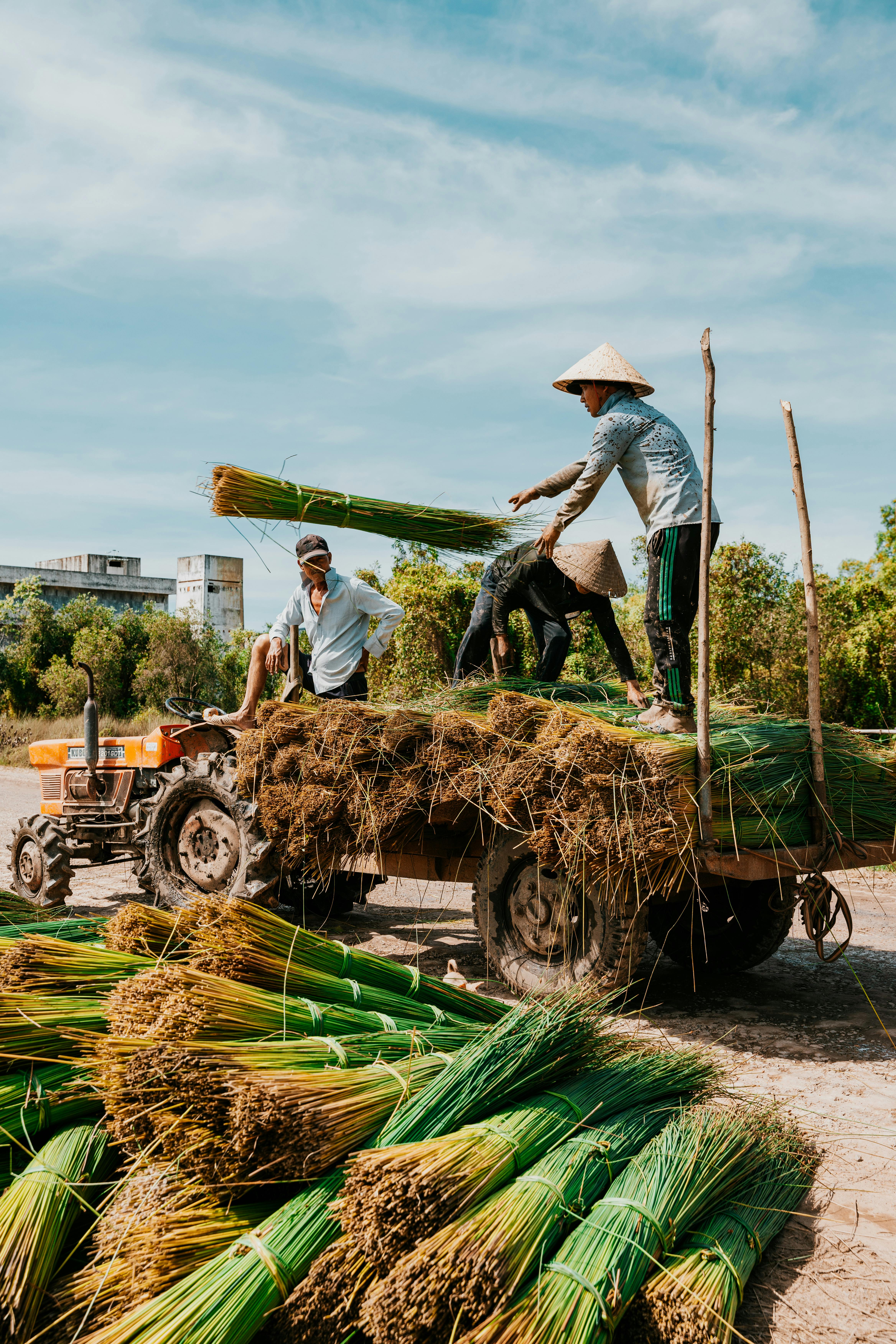 Farmers loading harvested produce onto a tractor in Long An, Vietnam under a clear blue sky.