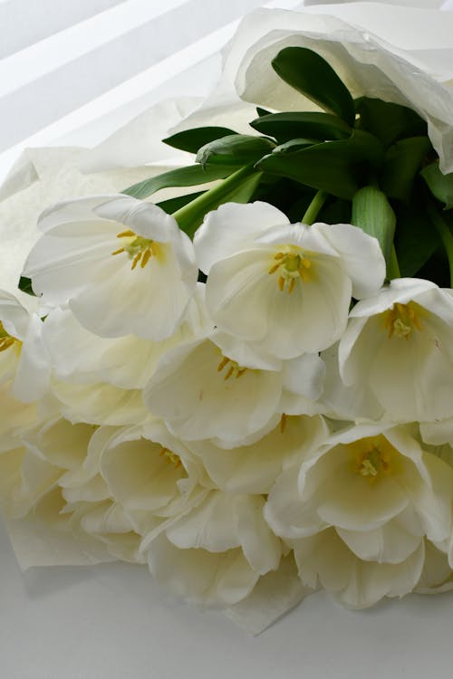 A bouquet of white tulips is wrapped in white paper