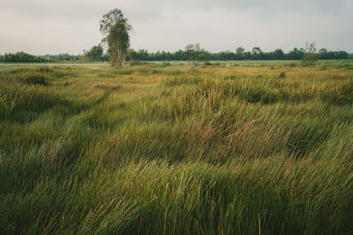 Darmowe zdjęcie z galerii z łąka, natura, pole
