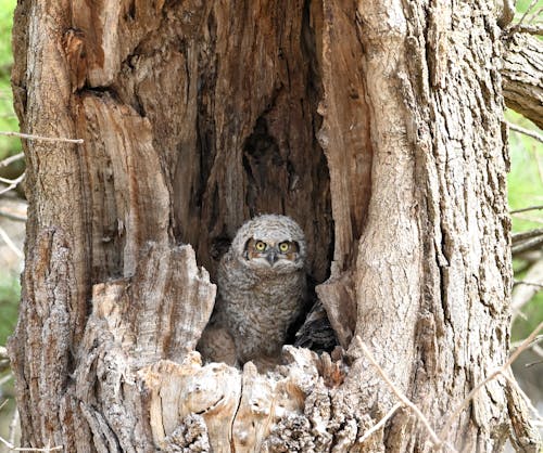 Owlet 