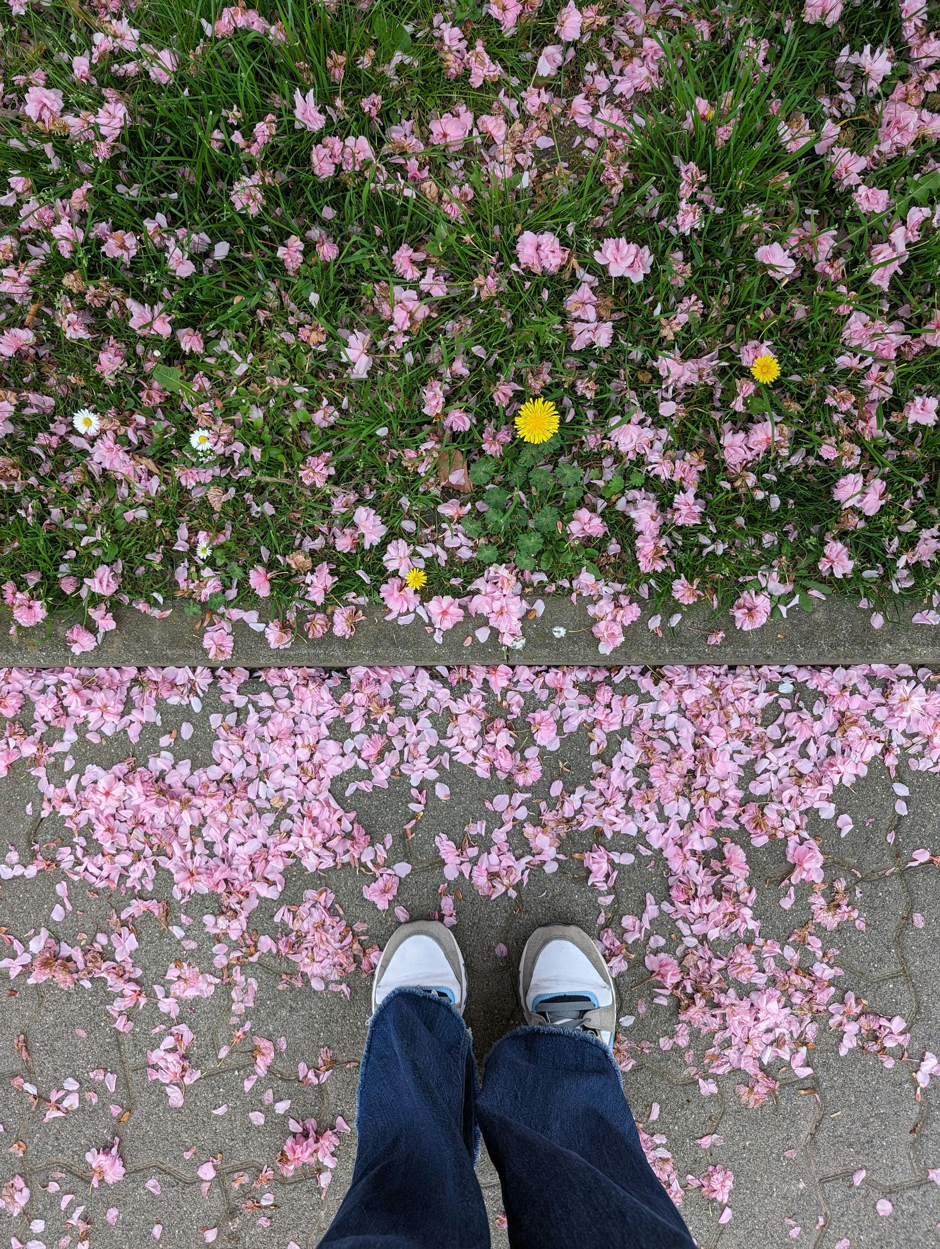 A vibrant scene of pink cherry blossom petals scattered on the ground with feet in view.