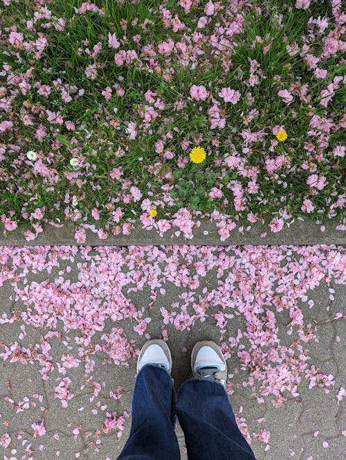 Gratis lagerfoto af blå jeans, blad, blomst