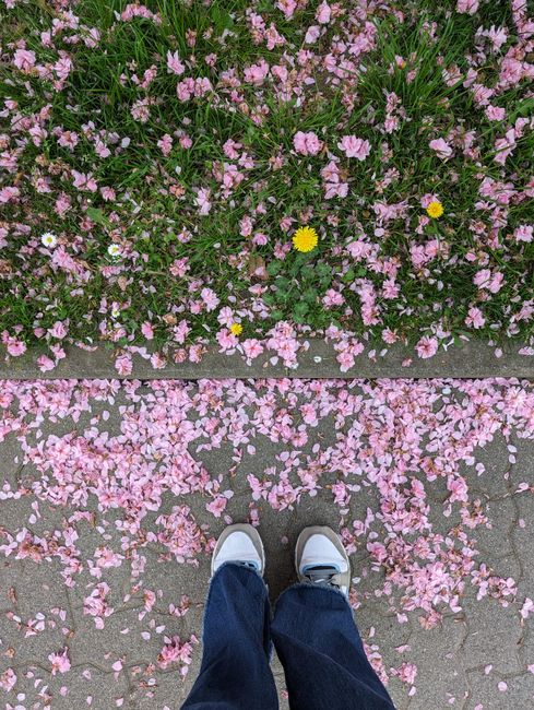 A vibrant scene of pink cherry blossom petals scattered on the ground with feet in view.