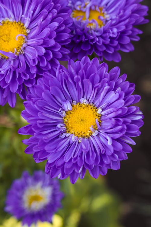 Kostenloses Stock Foto zu blumen, blütenblätter, extreme nahaufnahme